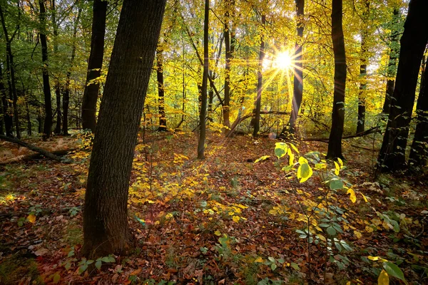 Autumn golden forest. Park recreation area. Autumn in Russia. — Stock Photo, Image