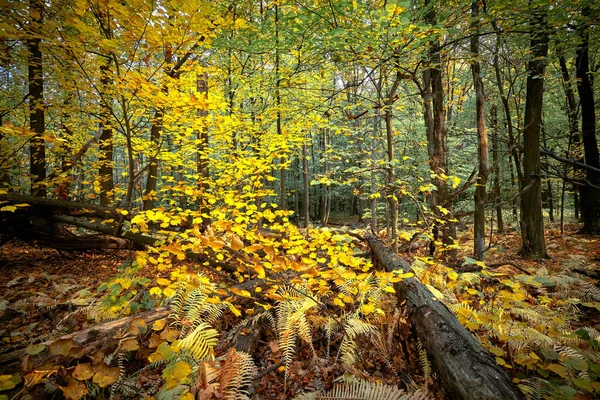 Φθινοπωρινό χρυσό δάσος. Χώρος αναψυχής στο πάρκο. Φθινόπωρο στη Ρωσία. — Φωτογραφία Αρχείου
