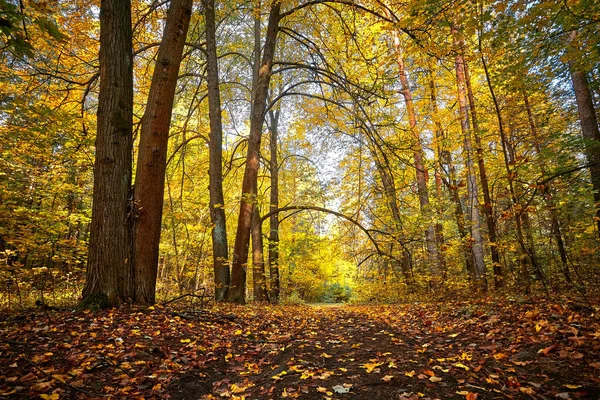 Φθινοπωρινό χρυσό δάσος. Χώρος αναψυχής στο πάρκο. Φθινόπωρο στη Ρωσία. — Φωτογραφία Αρχείου