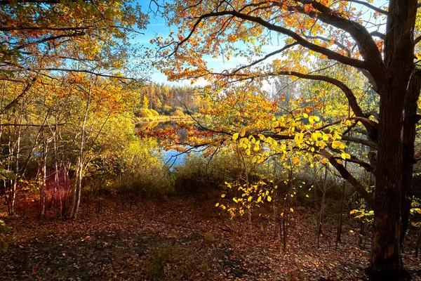 Осенний золотой лес. Зона отдыха в парке. Осень в России. Солнечный день. — стоковое фото