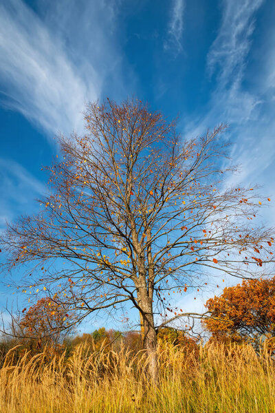 A tree without leaves against a blue sky with clouds on a sunny autumn day.
