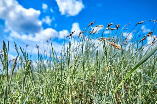 晴れた日の夏の草と青空の背景. — ストック写真