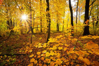 Sonbahar altın ormanı. Park dinlenme alanı. Rusya 'da sonbahar.