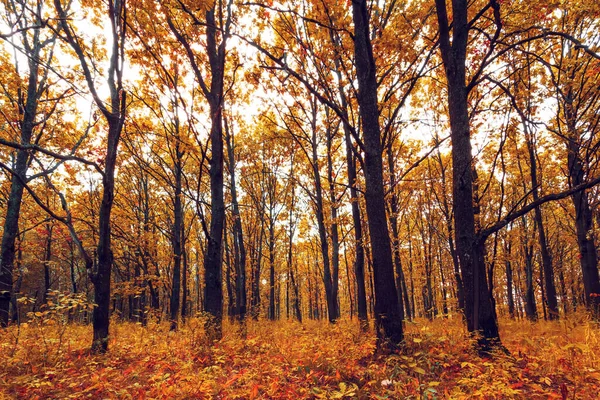 Διαδρομή μέσα από το φθινόπωρο δάσος στη Ρωσία. — Φωτογραφία Αρχείου