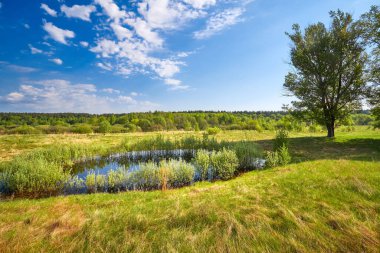 Güneşli bir yaz gününde çayırlarda göl.