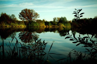 Sonbahar sabahı sisle çevrili mistik bataklık göleti.