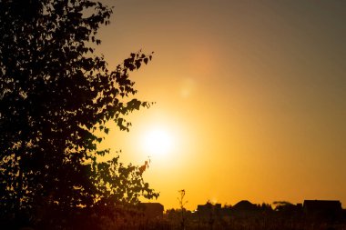 Yaz günbatımında büyüyen huş ağacının siyah silueti..