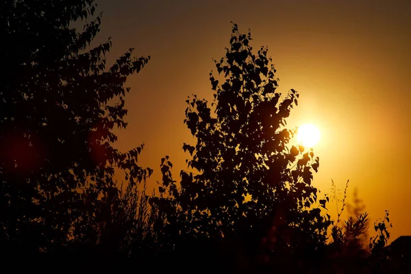 Schwarze Silhouette eines Blattes der Birke, die am Sommersonnenuntergang wächst. — Stockfoto