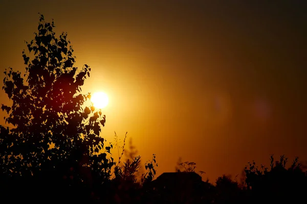 Schwarze Silhouette eines Blattes der Birke, die am Sommersonnenuntergang wächst. — Stockfoto