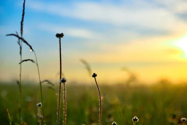 Paisaje de verano con prado de flores y hierba en el cielo al amanecer. Mañana de verano. —  Fotos de Stock