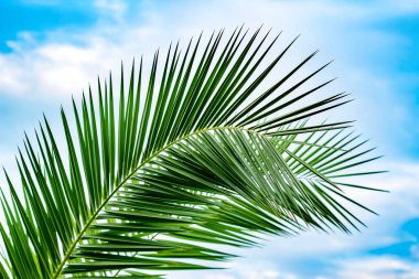 Mavi gökyüzüne karşı palmiye dalı. Yaz arkaplanı.