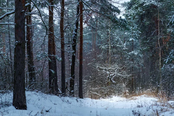Зимний лес, мрачный, сезонный пейзаж. Снег в лесу. Плотный снежный лес в облачный день. Ветви высоких деревьев в холодные морозы. Холодная зима. — стоковое фото