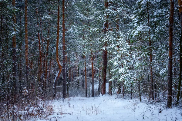 Зимний лес, мрачный, сезонный пейзаж. Снег в лесу. Плотный снежный лес в облачный день. Ветви высоких деревьев в холодные морозы. Холодная зима. — стоковое фото