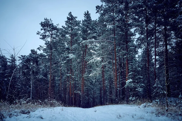Мистический зимний лес в России. Концепция зимних праздников и новогодних праздников. — стоковое фото
