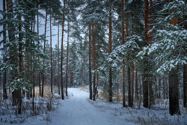 Мистический зимний лес в России. Концепция зимних праздников и новогодних праздников. — стоковое фото