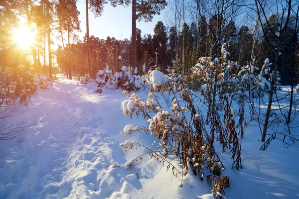 Paisaje con bosque de invierno y rayos de sol brillantes. Salida del sol, puesta del sol en un hermoso bosque nevado. Bosque de pino de invierno en día soleado congelado. — Foto de Stock