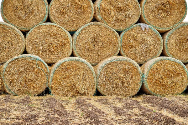 Baked hay and straw at the end of summer. Close up. — Stock Photo, Image