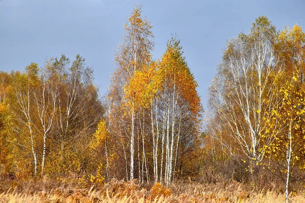 화창 한 날씨에 아름다운 가을 공원입니다. 따뜻 한 가을 날. — 스톡 사진