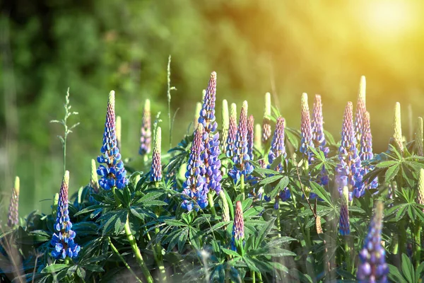 Flores de tremoço florescendo. Um campo de tremoços. A luz do sol brilha nas plantas. Flores violetas de primavera e verão. Cores suaves quentes suaves, fundo desfocado. — Fotografia de Stock