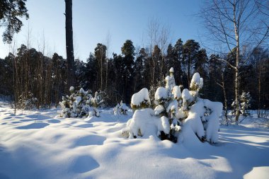 Young pines in the winter snowy forest in Russia.