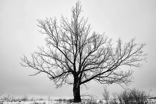 Einzelner Baum in der verschneiten Landschaft. Schwarz-Weiß-Bild. — Stockfoto