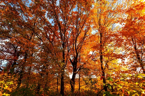 Όμορφο φυσικό φθινοπωρινό τοπίο με θέα από κάτω προς τους κορμούς και τις κορυφές των δέντρων με χρυσαφί λαμπερό πορτοκαλί φθινοπωρινό φύλλωμα ενάντια στον ουρανό. — Φωτογραφία Αρχείου