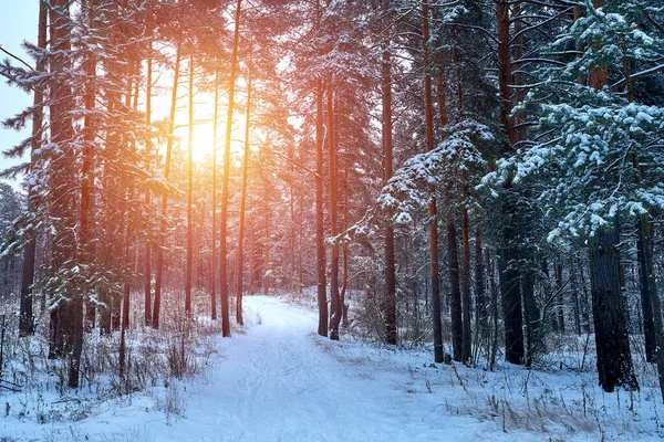 러시아의 미스틱 겨울 숲. 겨울 휴가철 과 새해 휴일의 개념. — 스톡 사진