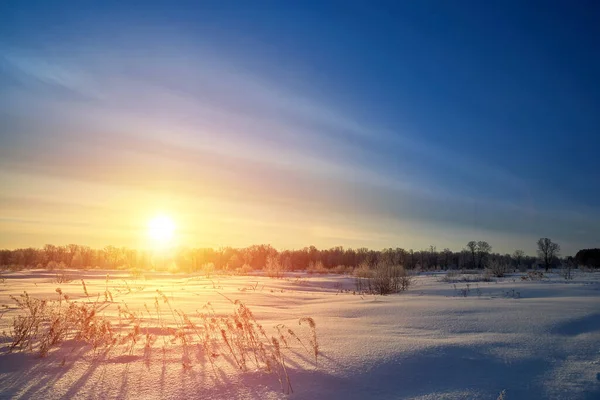 Trockenes Gras gegen kalten Wintersonnenaufgang in Russland. — Stockfoto