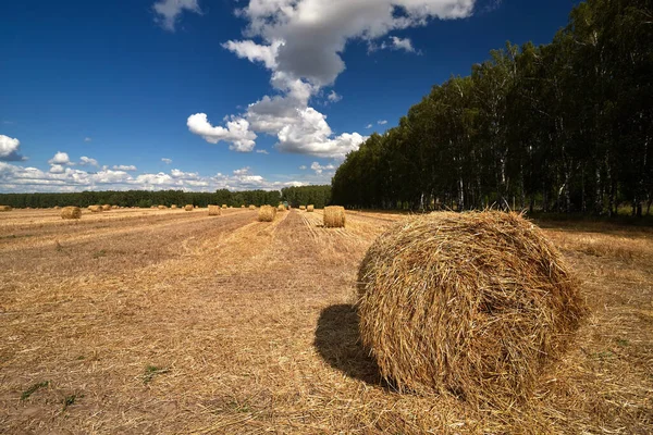 Fält med höstack. Fält landskap med rullar och himmel. Jordbrukskoncept Tonat foto med kopieringsutrymme. — Stockfoto