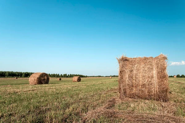 Veld met hooibergen. Veldlandschap met rollen en lucht. Landbouwconcept. Toned foto met kopieerruimte. — Stockfoto