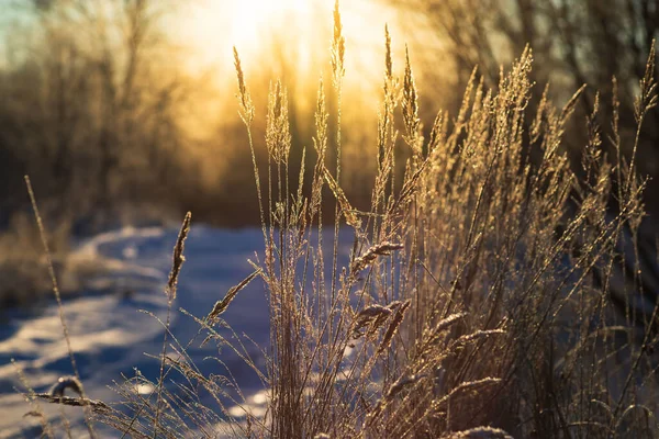 Suchý keř trávy pokrytý sněhem na pozadí ranního západu slunce. — Stock fotografie