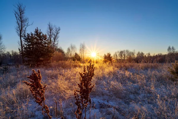 Dry bush of grass covered with snow against the background of the morning setting sun. — Stock Photo, Image