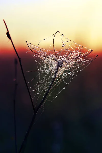 La tela de la araña contra el amanecer en el campo cubría las nieblas. Vista vertical. — Foto de Stock