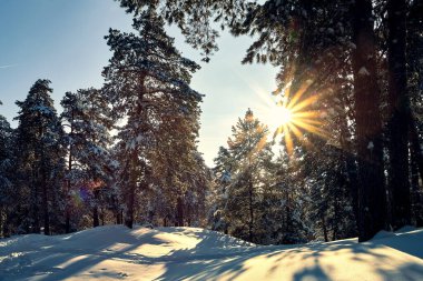 Rusya 'da çam ormanı güneşli bir günde.