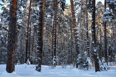 Kış ormanı ve parlak güneş ışınlarıyla manzara. Güzel karlı ormanda gün doğumu, gün batımı. Güneşli dondurucu günde kış çamı ormanı.