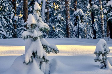 Kış ormanı ve parlak güneş ışınlarıyla manzara. Güzel karlı ormanda gün doğumu, gün batımı. Güneşli dondurucu günde kış çamı ormanı.