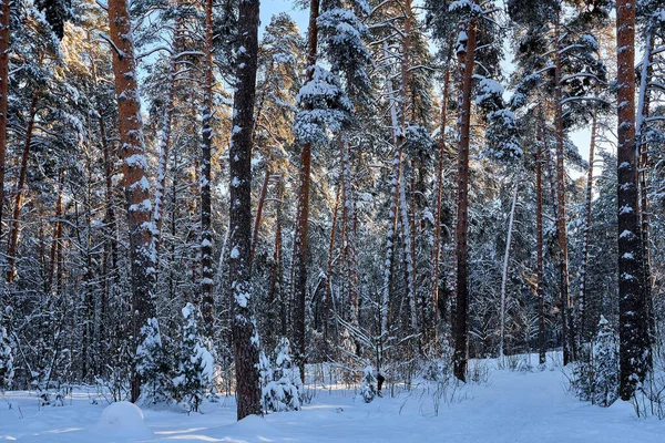 Paisaje con bosque de invierno y rayos de sol brillantes. Salida del sol, puesta del sol en un hermoso bosque nevado. Bosque de pino de invierno en día soleado congelado. — Foto de Stock