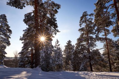 Kış ormanı ve parlak güneş ışınlarıyla manzara. Gün doğumu, gün batımı Güzel karlı ormanda.