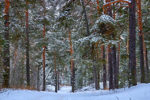 Зимний лес, мрачный, сезонный пейзаж. Снег в лесу. Плотный снежный лес в облачный день. Ветви высоких деревьев в холодные морозы. — стоковое фото