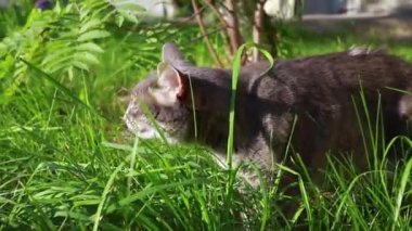 Gri kedi doğada yürüyor ve taze otlar yiyor. Kedi vitamin alır..