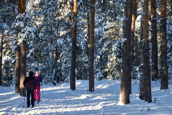 People in the forest walk on skis. Healthy lifestyle.