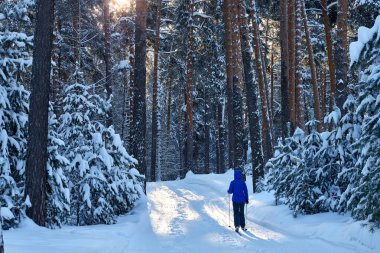 Ormandaki insanlar kayak üzerinde yürür. Sağlıklı yaşam tarzı.