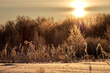 Sabah güneşinin arka planında karla kaplı kuru çimen çalısı..