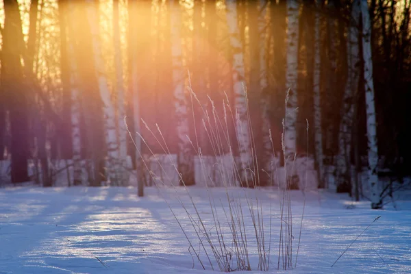 Buisson sec d'herbe recouvert de neige sur le fond du soleil couchant du matin. — Photo