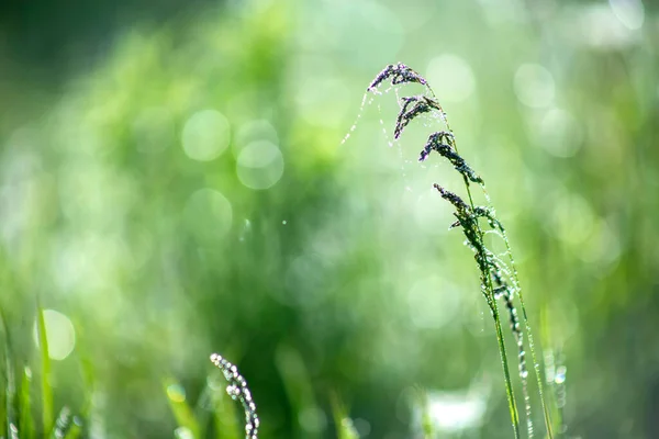 日没や日の出と青空の背景に夏の草. — ストック写真