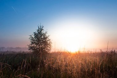Gündoğumu arka planında yaz otları. Altın saat.