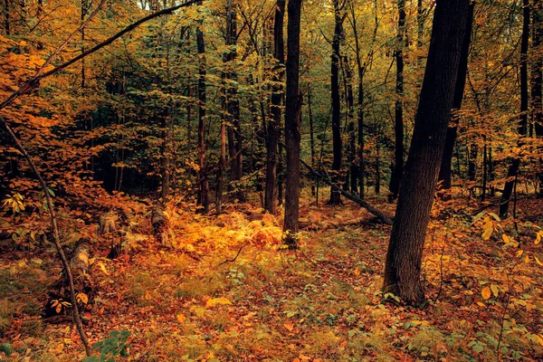 Красивый осенний лес на закате. Темно-мистический лес. — стоковое фото