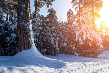 Çam ormanı güneşli bir günde.