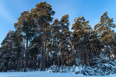 Çam ormanı güneşli bir günde.