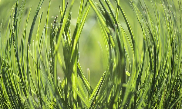 Groen gras in de zomer. — Stockfoto